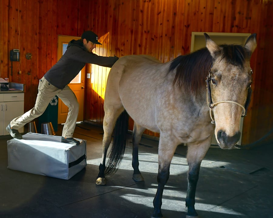 Chiropractic Appointment for Horses