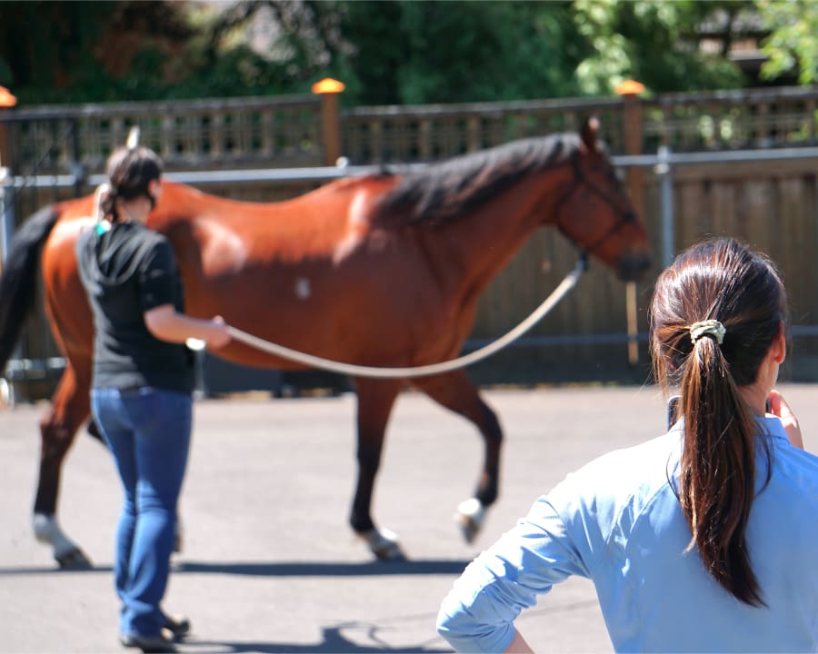 Equine Lameness Evaluations, Gresham Vets