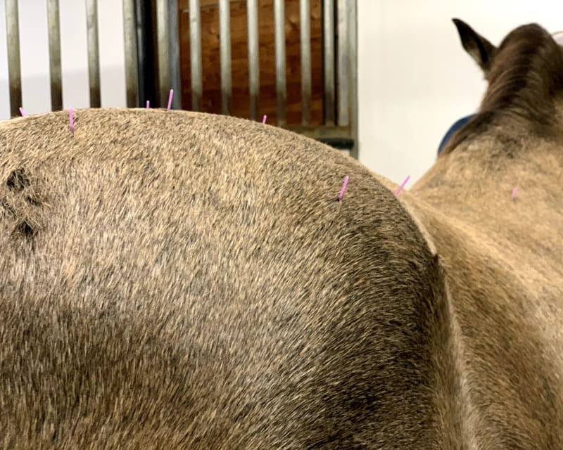 Acupuncture on Horses