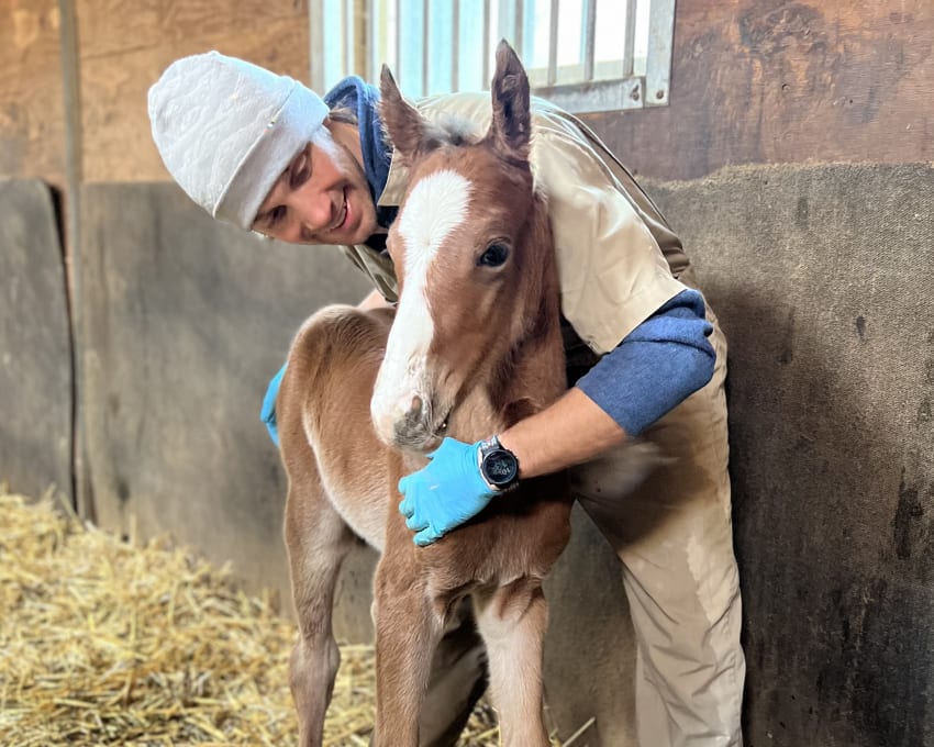 Equine breeding & reproduction, Gresham Vets