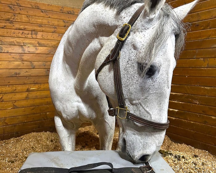 Horse Acupuncture