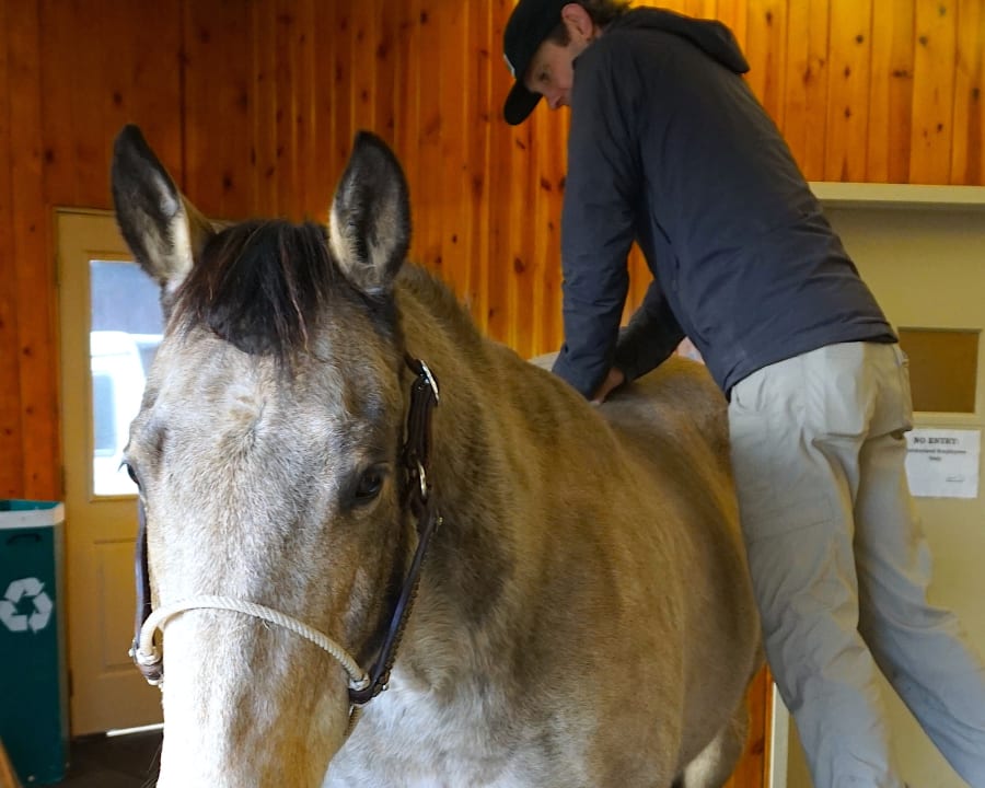 Horse Chiropractic Appointment