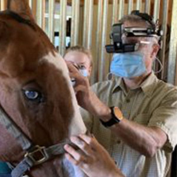 Dr. Paul Scherlie, Gresham Equine Veterinarian