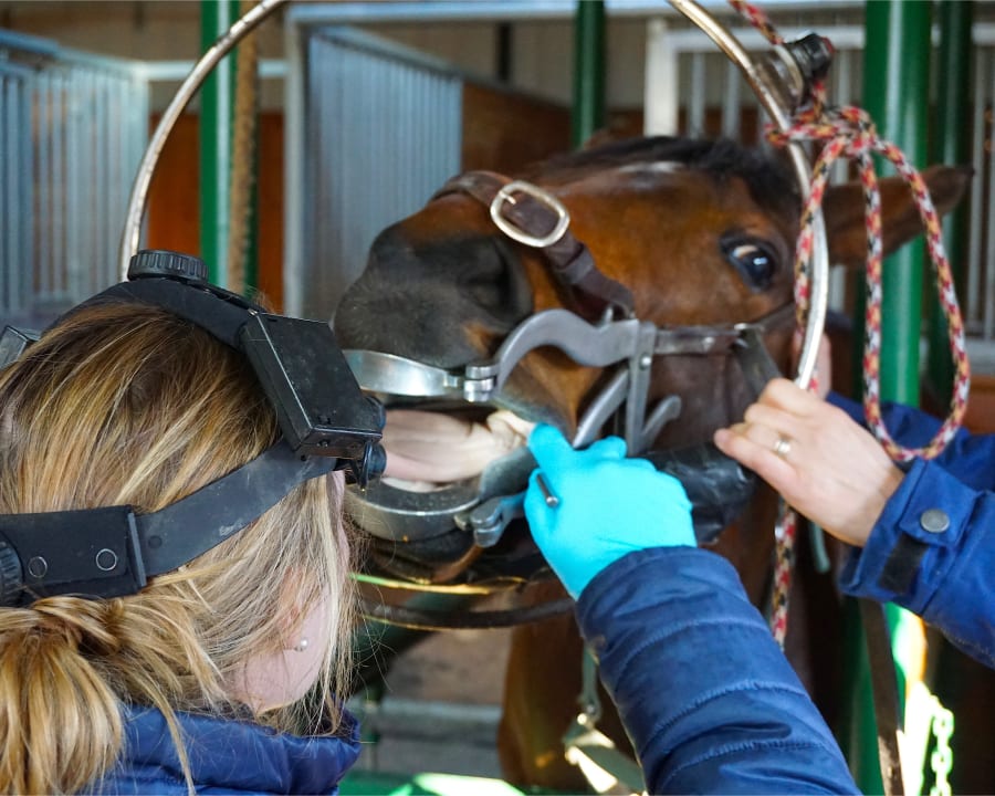 Equine Dentistry, Gresham