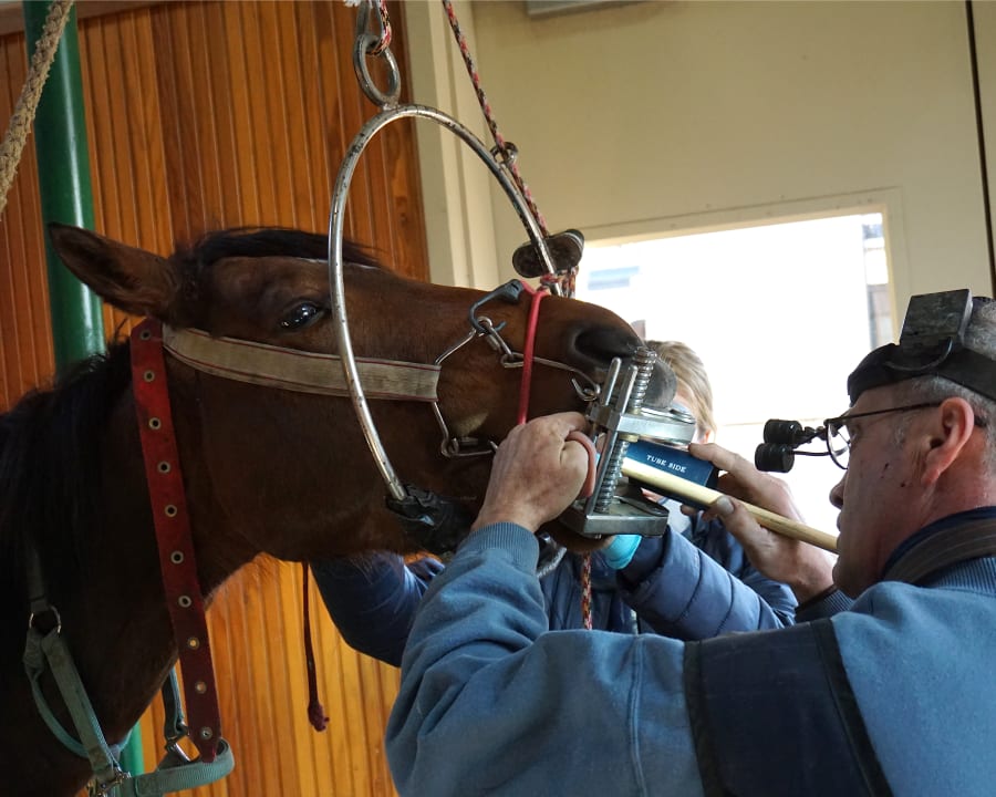 Equine Dentistry, Gresham