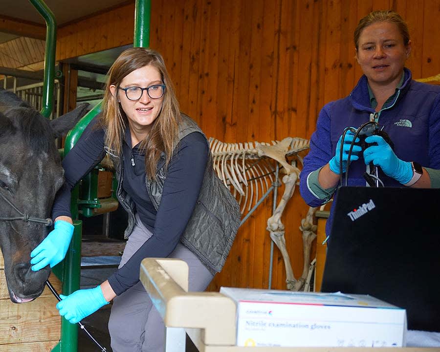 Equine Endoscopies in Gresham