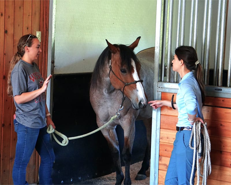 Equine Internal Medicine, Gresham