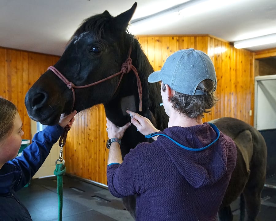 Equine Internal Medicine, Gresham