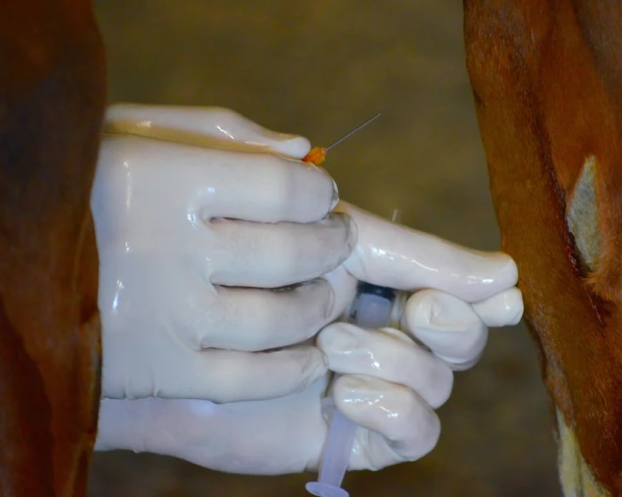 Equine Lameness Evaluations, Gresham Vets