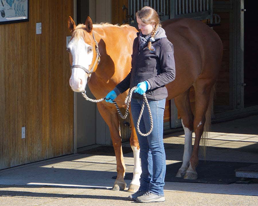 Pre-Purchase Exams, Gresham Veterinarians