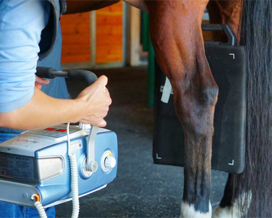 Equine Radiology | Gresham Veterinarians