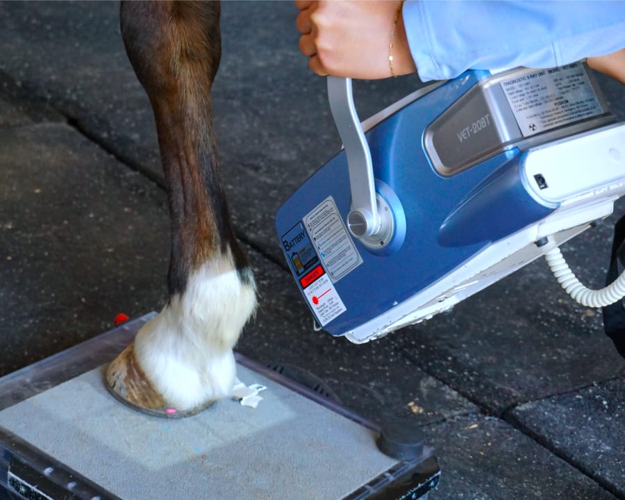 Equine Radiology, Gresham