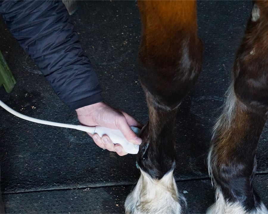 Equine Regenerative Therapy, Gresham