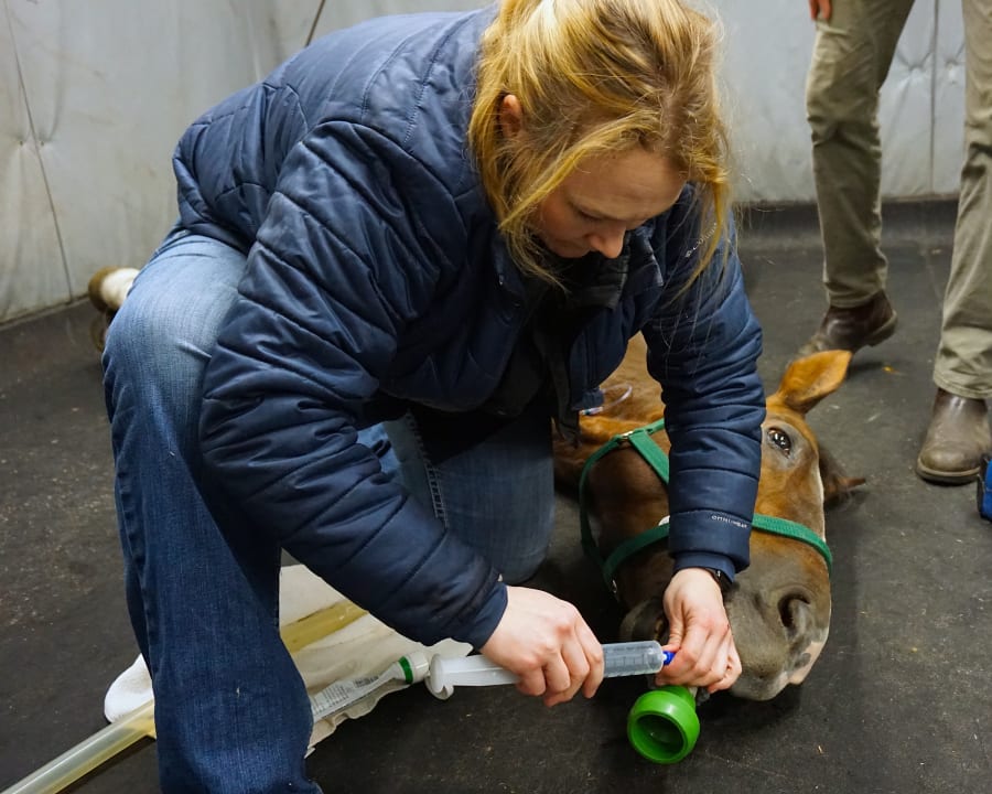 Equine Surgery, Gresham Vets