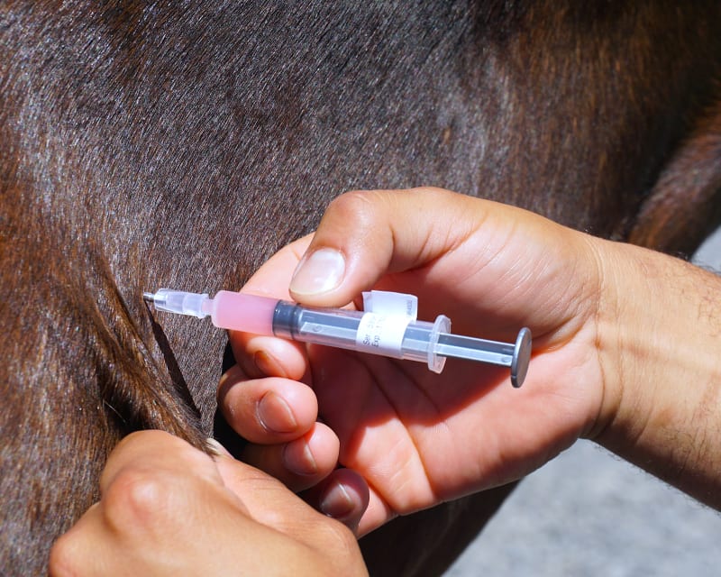 Equine Vaccinations, Gresham