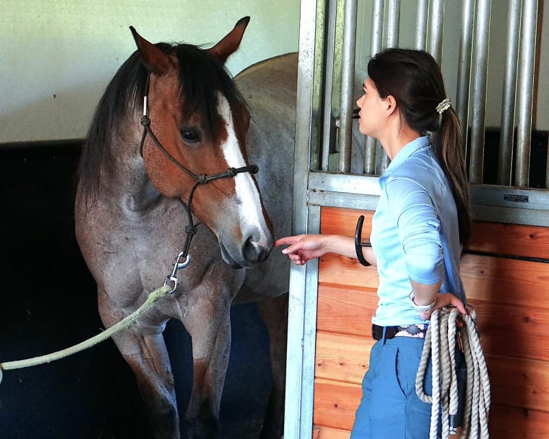 Equine Vaccinations, Gresham