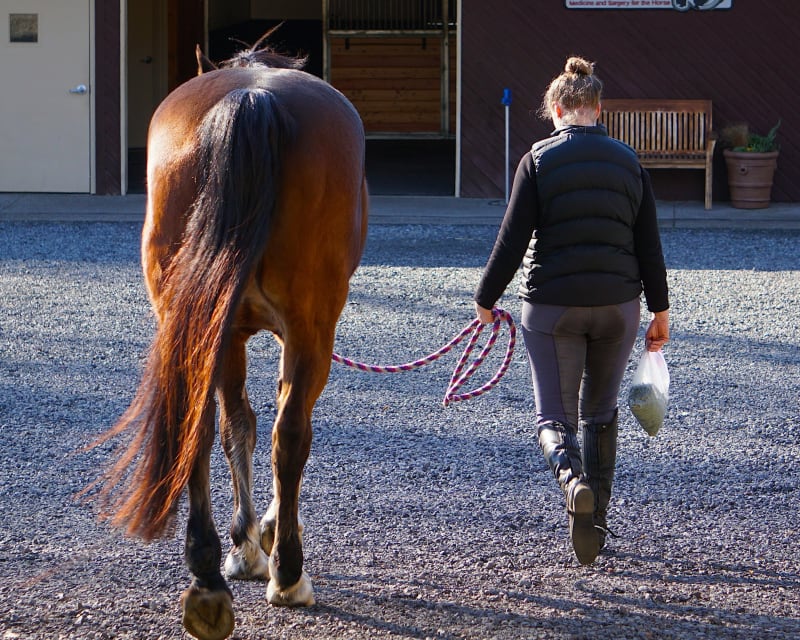 Equine Vaccinations, Gresham